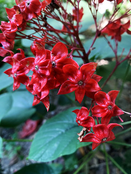 狀元紅網(wǎng)，揭秘4987精準資料的秘密，狀元紅網(wǎng)揭秘，精準資料4987背后的秘密