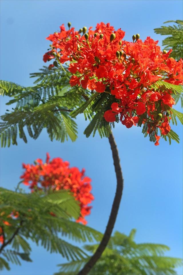 狀元紅，揭秘4987最準(zhǔn)最快的秘密武器，狀元紅，揭秘最準(zhǔn)最快的秘密武器 4987