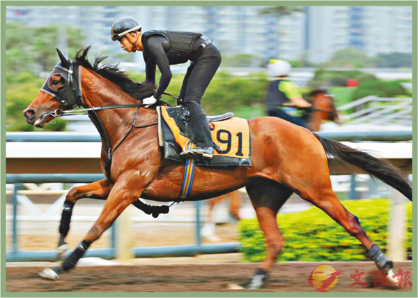 香港賽馬，探索數(shù)字背后的激情與榮耀，香港賽馬，數(shù)字背后的激情與榮耀之旅