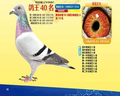 王中王四馬一肖，探尋背后的故事與奧秘，王中王四馬一肖，背后的故事與奧秘探尋