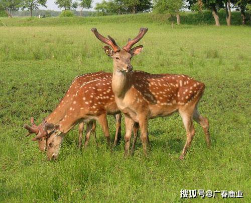 最新版本的6566cc澳彩資料大全介紹與特色功能解析，最新6566cc澳彩資料大全介紹與特色功能深度解析