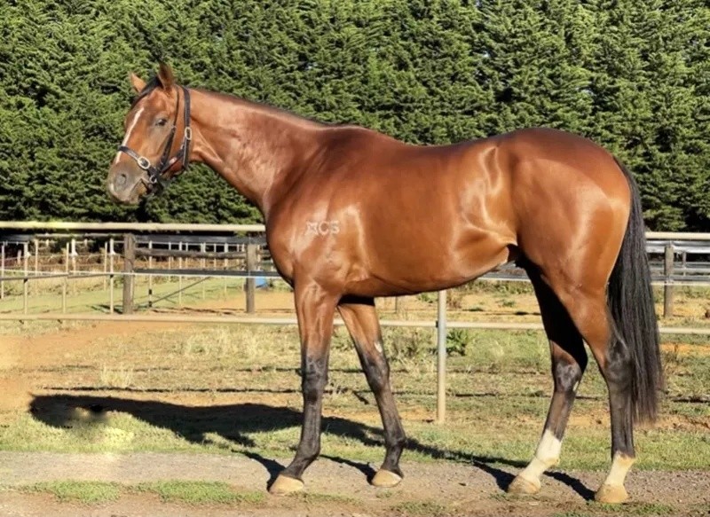 今晚澳門特馬開什么？今晚四不像的探討，今晚澳門特馬開彩結(jié)果及四不像探討